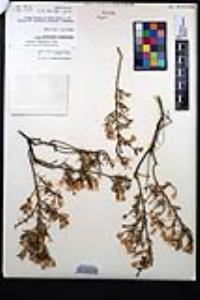 Ericameria brachylepis image