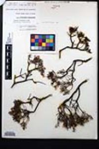 Ericameria brachylepis image