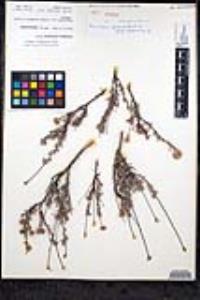 Eriogonum fasciculatum var. polifolium image