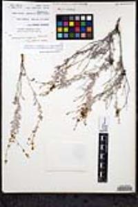 Eriogonum wrightii var. brevifolium image