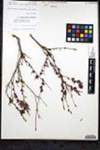 Eriogonum fasciculatum var. flavoviride image