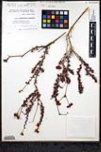 Eriogonum fasciculatum var. flavoviride image