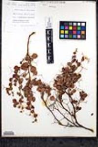 Eriogonum orcuttianum image