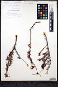 Eriogonum fasciculatum var. flavoviride image
