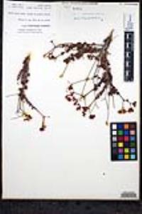 Eriogonum fasciculatum var. flavoviride image