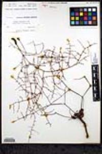Eriogonum scalare image