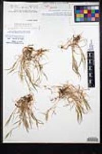 Bromus rubens image