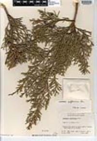 Juniperus californica image