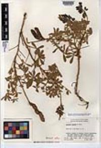 Lupinus niveus image