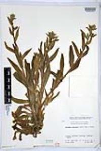 Amsinckia menziesii image