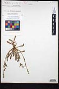 Plagiobothrys collinus var. californicus image