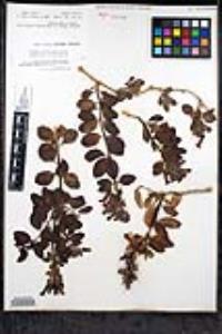 Gambelia speciosa image