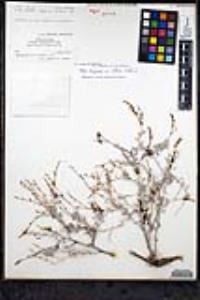 Eriogonum wrightii var. brevifolium image