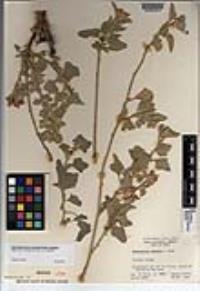 Sphaeralcea ambigua image