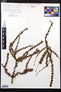 Adenostoma fasciculatum image