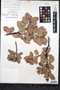 Arctostaphylos glauca image