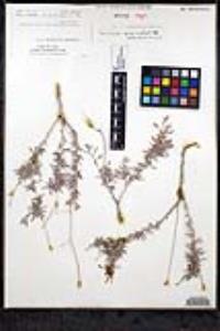 Eriogonum fasciculatum var. polifolium image