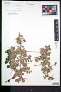 Colubrina californica image