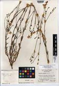 Menodora scabra image
