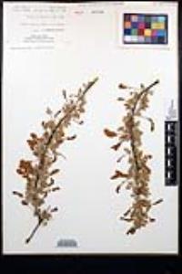 Senegalia greggii image