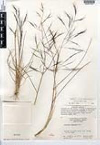 Aristida havardii image