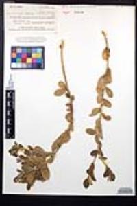 Viscainoa geniculata image