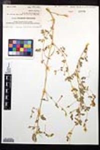 Kallstroemia peninsularis image