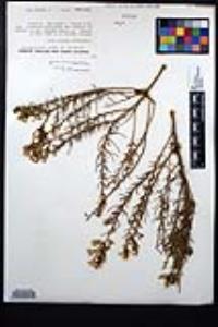 Ericameria palmeri image