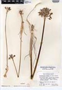 Triteleiopsis palmeri image