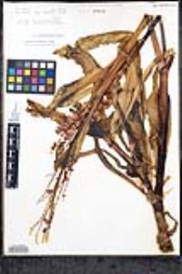 Rumex hymenosepalus image