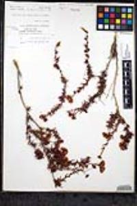 Eriogonum fasciculatum var. flavoviride image