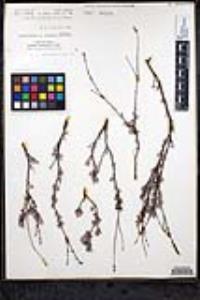 Eriogonum wrightii image