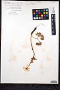 Anemone tuberosa image