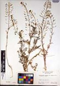 Descurainia pinnata subsp. glabra image