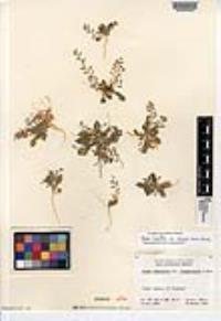 Draba cuneifolia var. sonorae image