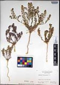 Lepidium lasiocarpum image