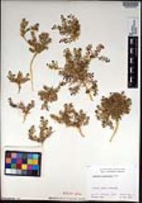 Lepidium lasiocarpum image