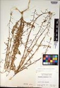 Caulanthus lasiophyllus image