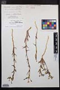 Camissoniopsis pallida subsp. pallida image