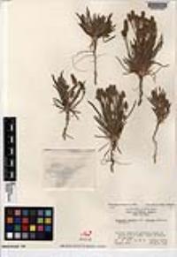 Plantago patagonica image