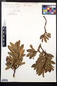 Dodonaea viscosa image