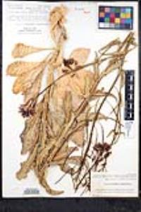 Streptanthus campestris image
