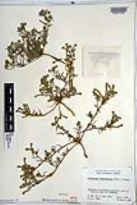 Johnstonella angustifolia image