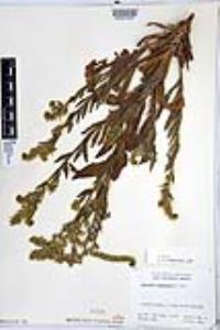 Amsinckia tessellata image