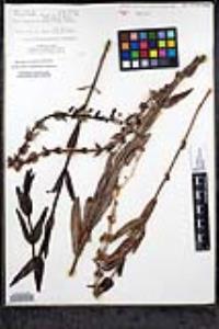 Penstemon centranthifolius image