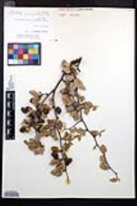 Prunus fremontii image
