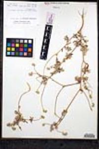 Cryptantha barbigera image