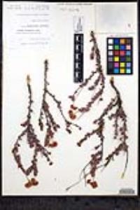 Eriogonum fasciculatum var. flavoviride image
