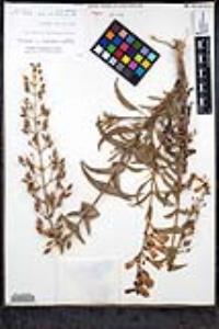 Penstemon spectabilis var. subinteger image
