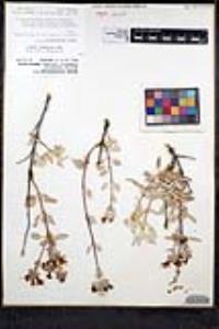Salvia chionopeplica image